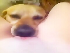 Doggy Takes A Pussy In Her Mouth