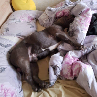 DogLove79's Avatar
