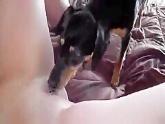 Young Dog Suck A Pussy Until It Cums
