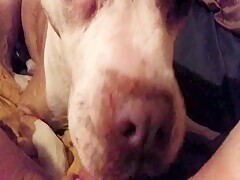 Dog Suck Me My Pussy