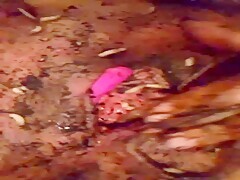 Dildo And Worms - Asian Sex