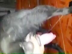 Handjob At Dog From German Petite Teee