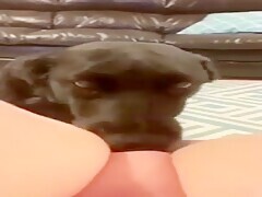 Kinky Harlot Crazy Webcam Dog Sucking Clip