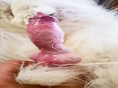 My dog's cock erect