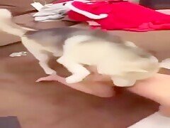 Petite Girl Fucks Her Hairy Pussy With Dog