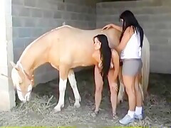 Busty lesbians licking horse