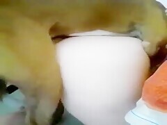 Fucking A Bad Dog Cock