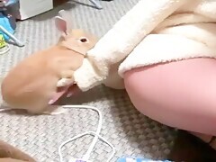 Rabbit wants to play