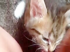 Cat Sucking Pussy