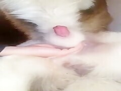 Cutie Hardcore Sex Video